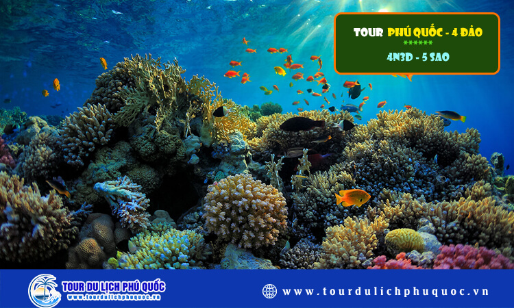 Tour Phú Quốc - 4 Đảo - 4 ngày 3 đêm 5 sao 